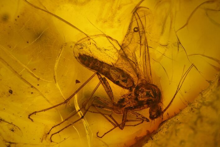 Detailed Fossil Fly (Diptera) In Baltic Amber #142196